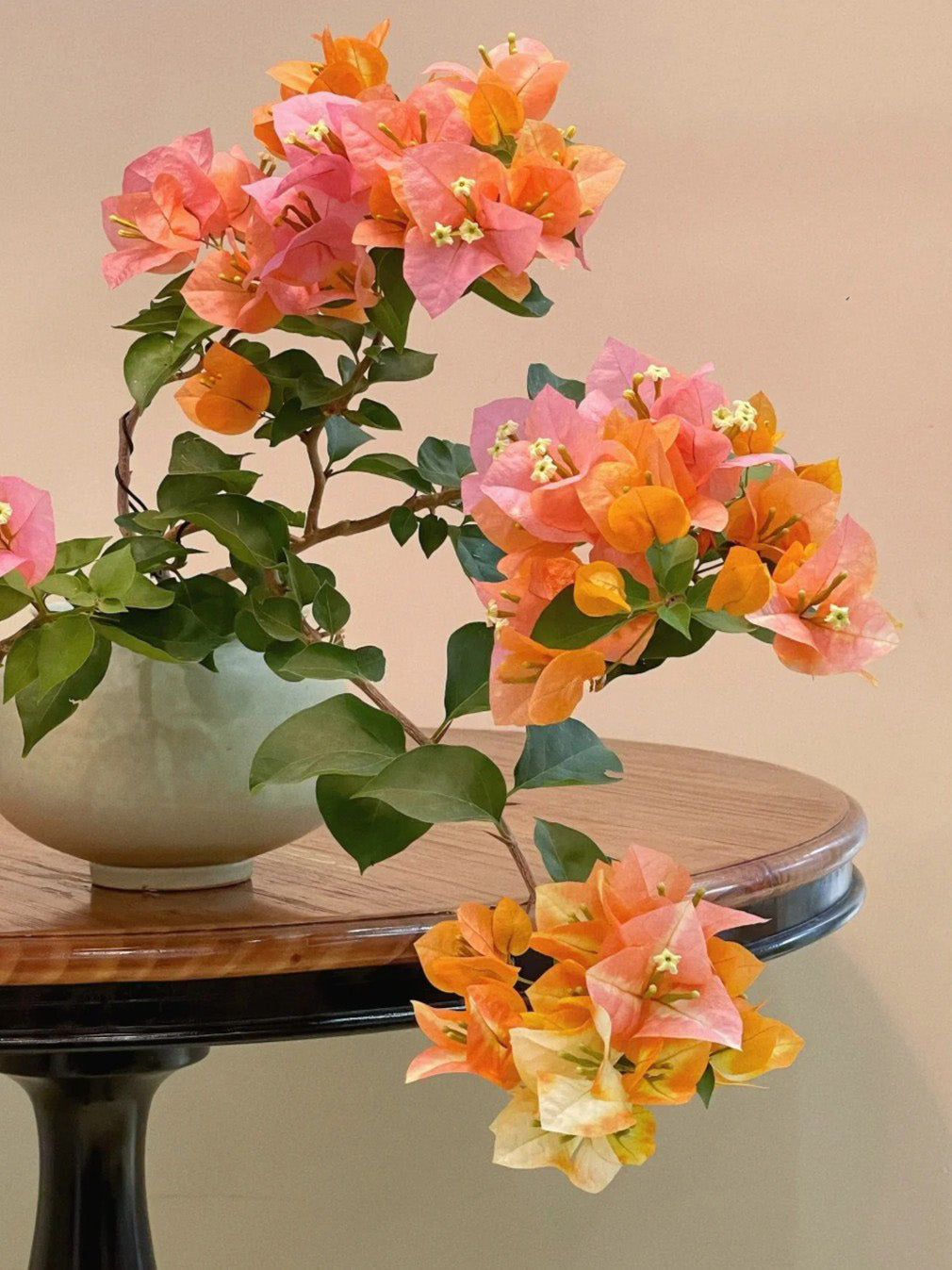 Bougainvillea 'Phoenix'