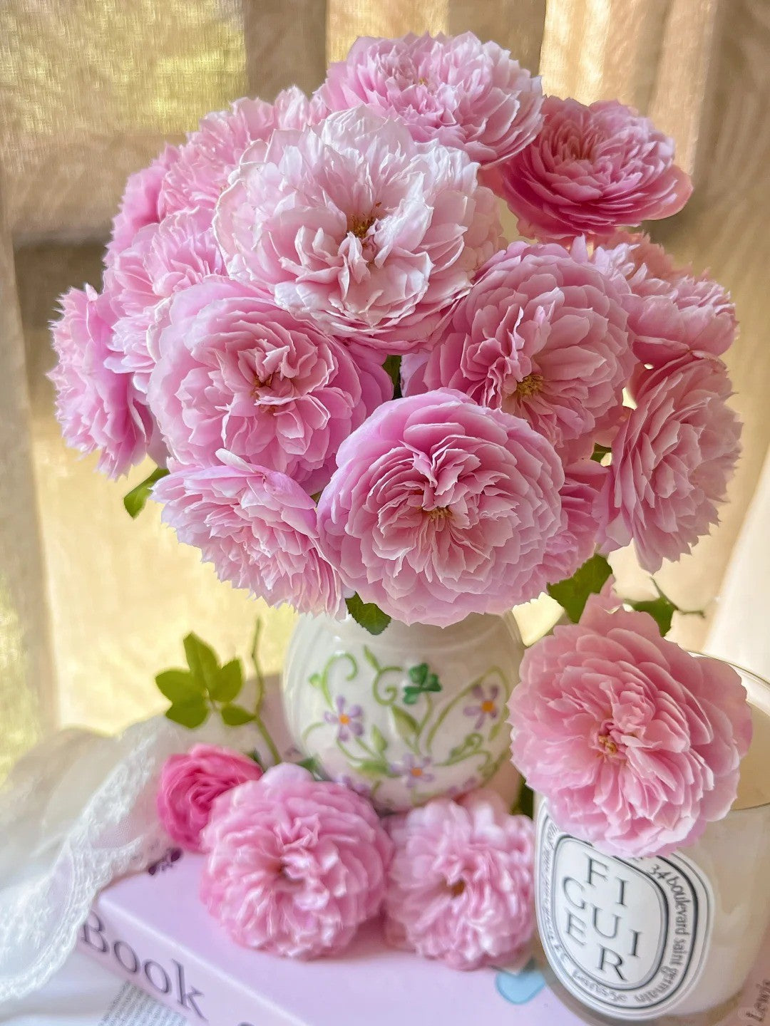 'Plume' Shrub Rose