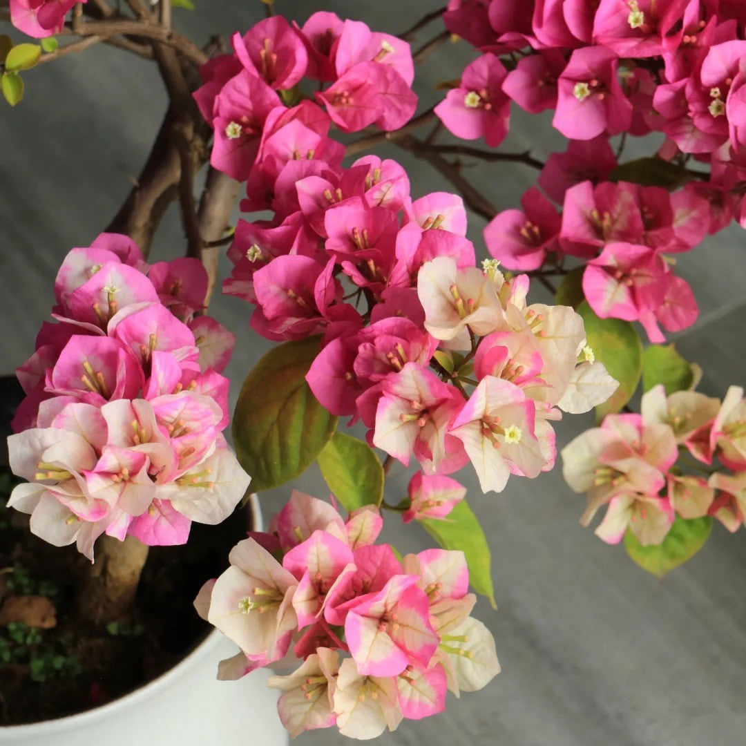 Bougainvillea 'Kelisa'