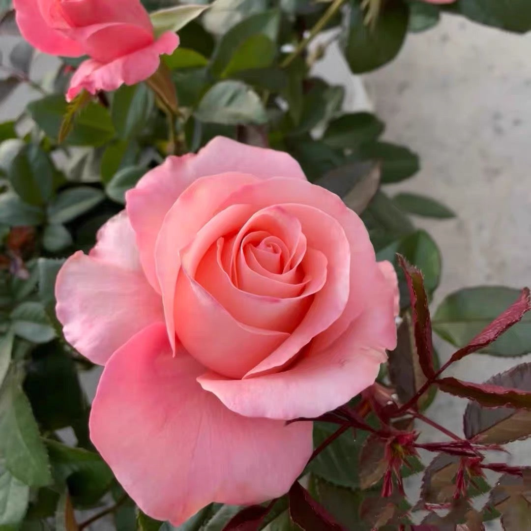 'Martha' Shrub Rose