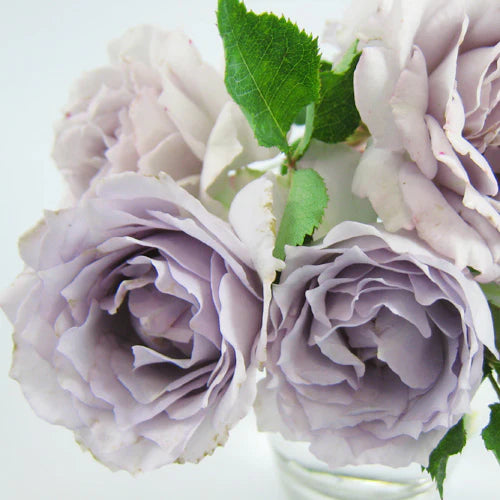 'Lucifer' Shrub Rose