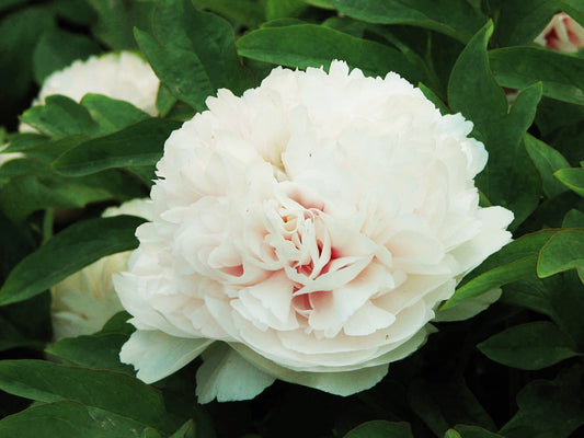 Snow White Pagoda 白雪塔 Tree Peony