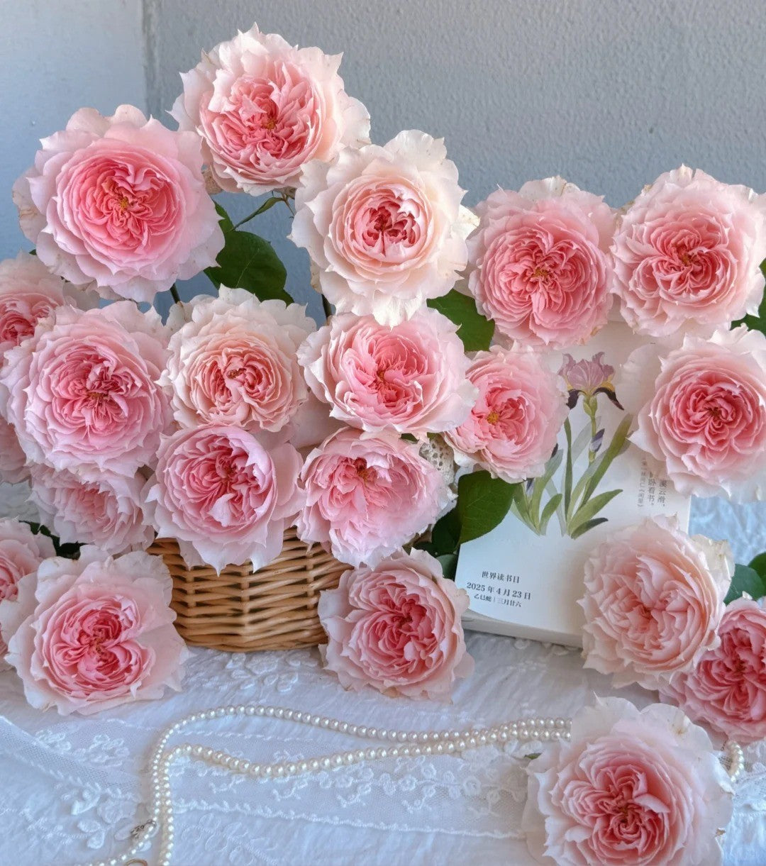 'Monique Darve' Shrub Rose