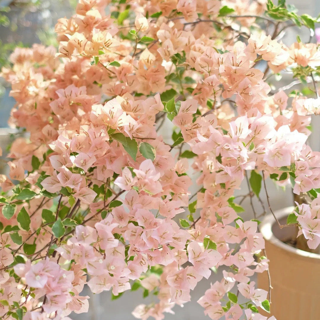 Bougainvillea 'Variegated Mas Perak'