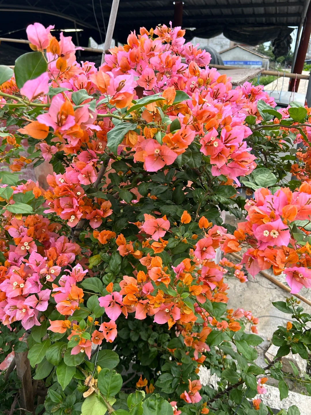 Bougainvillea 'Mary Helen' (Bougainvillea 'Chameleon')