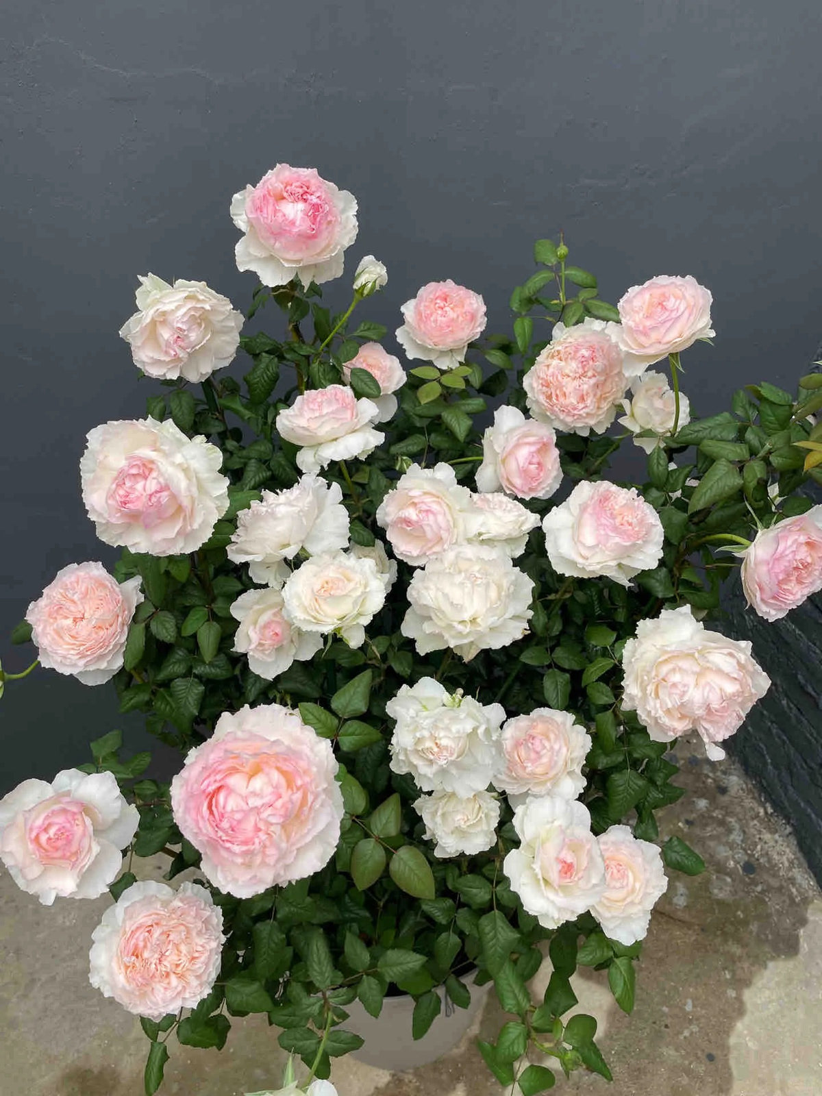 'M-Perzik' Shrub Rose