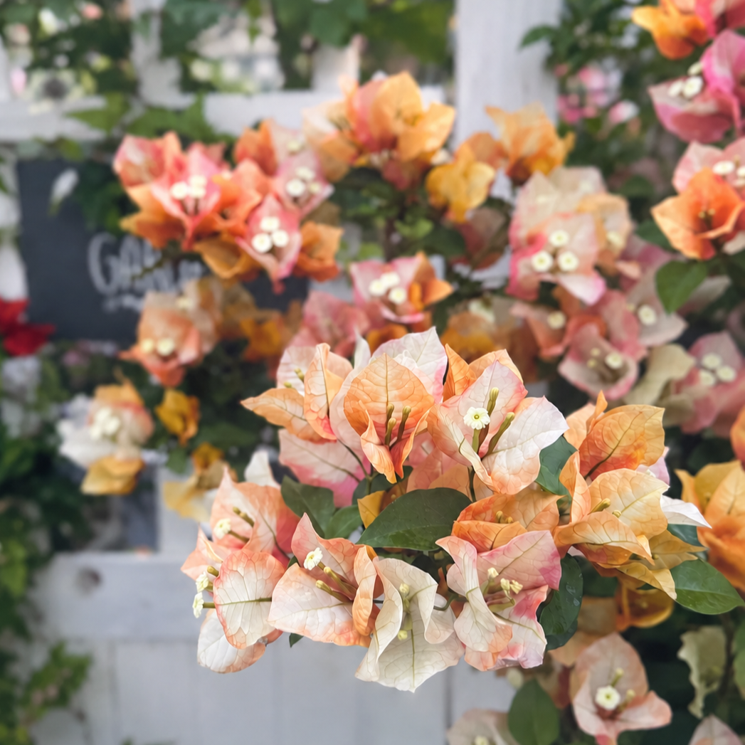 Bougainvillea 'Chitra Golden'