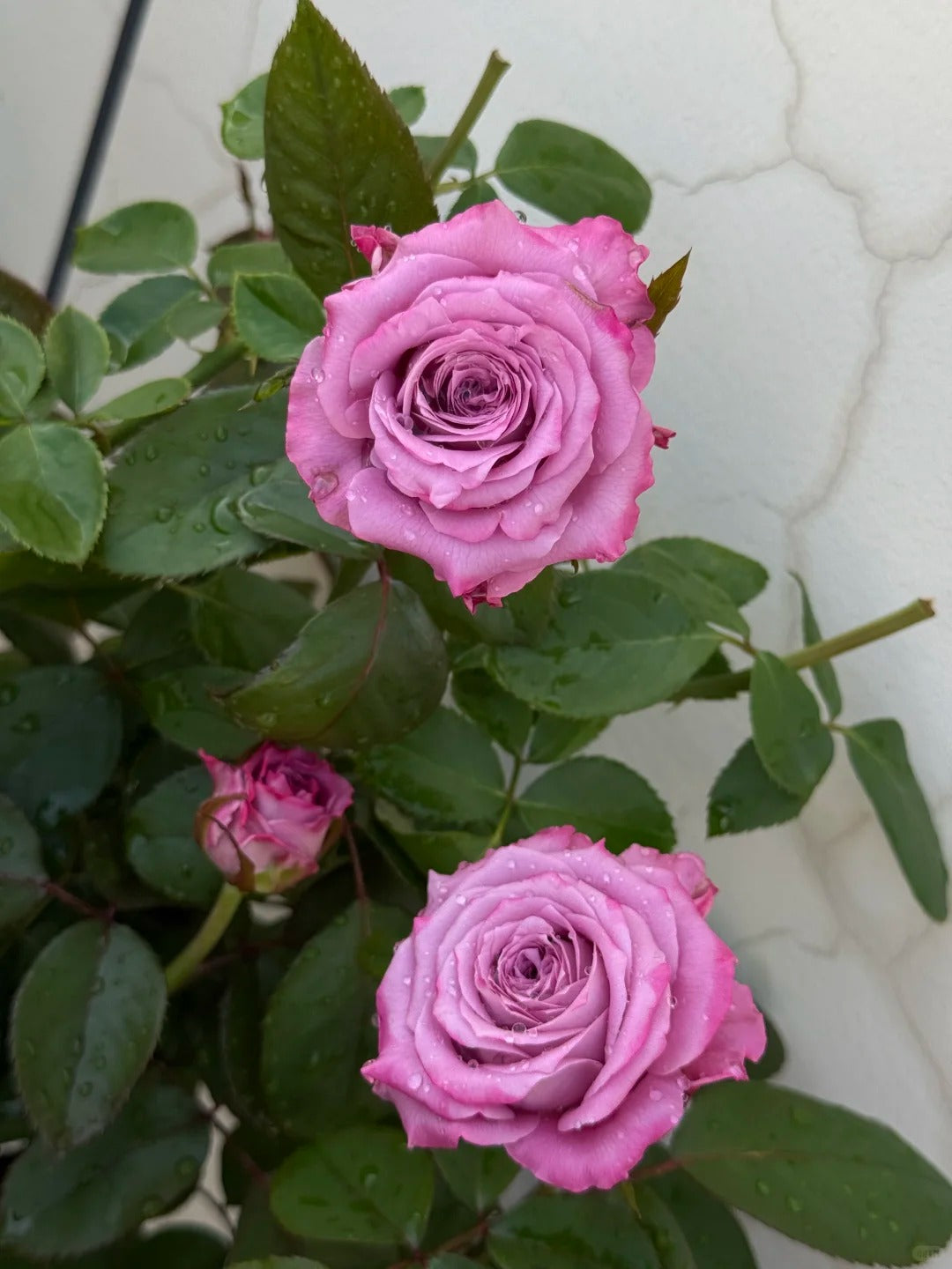 'Maritim' Shrub Rose