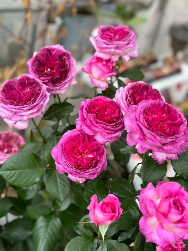 'Thierry Marx' Shrub Rose
