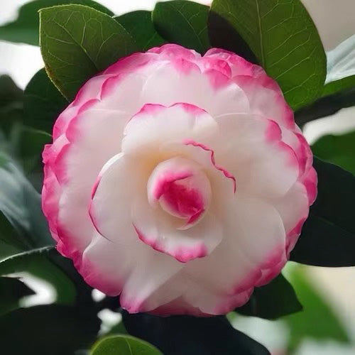 'Yaohuang Weizi' Camellia