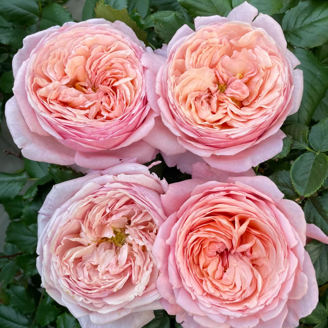 Martha Stewart™ Shrub Rose Brush Live Plant, 5 gallon