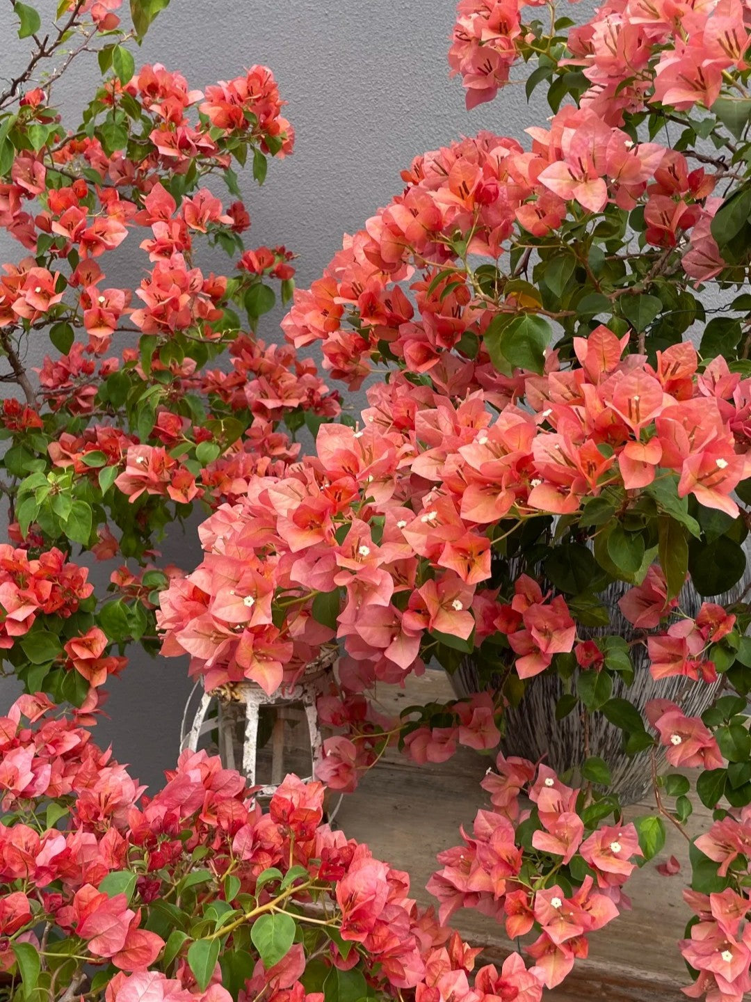 Bougainvillea 'Sunset'