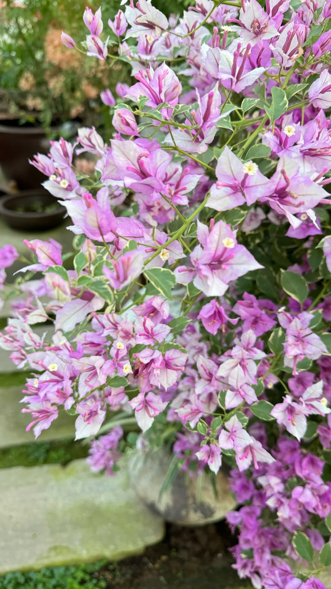 Bougainvillea 'Marlu Variegated'