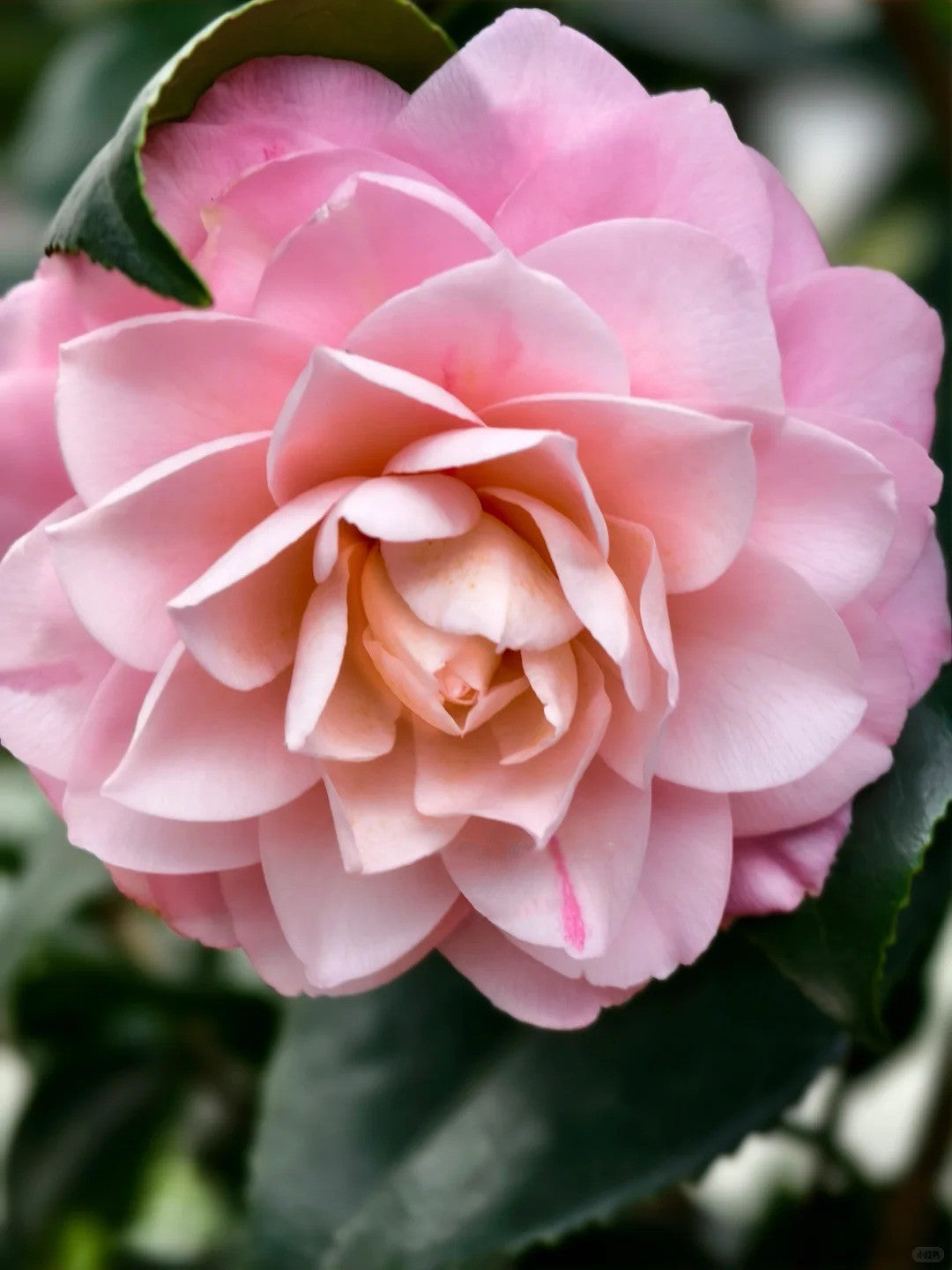 'Tsugawa-shibori' Camellia