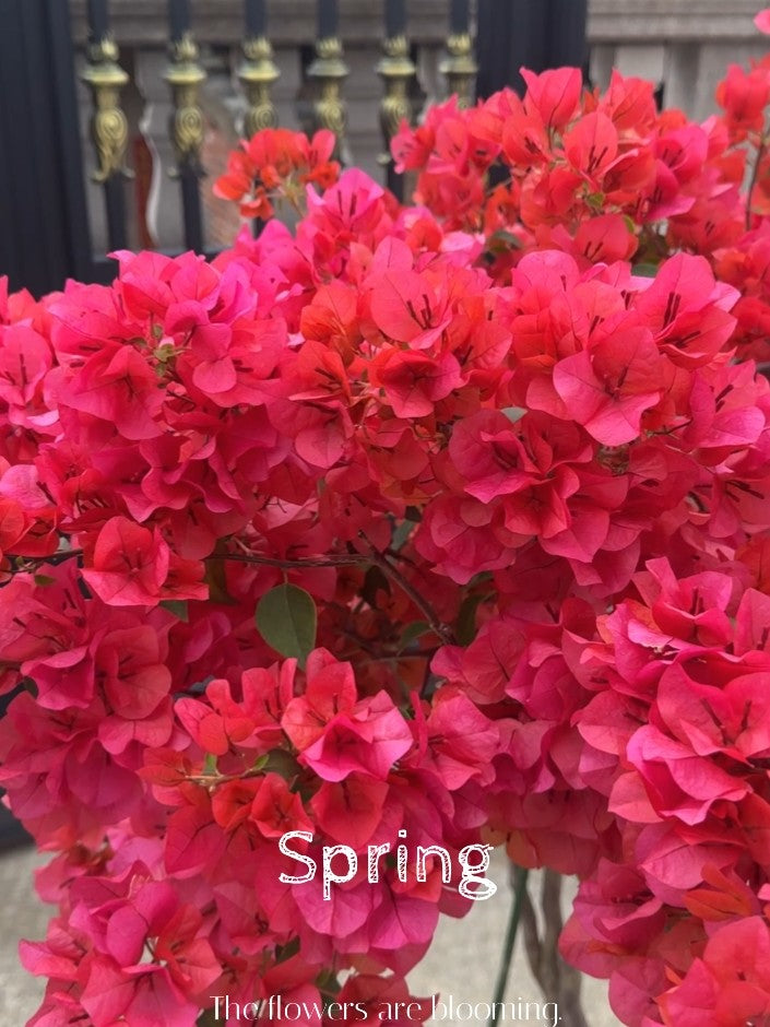 Bougainvillea 'Sundance'