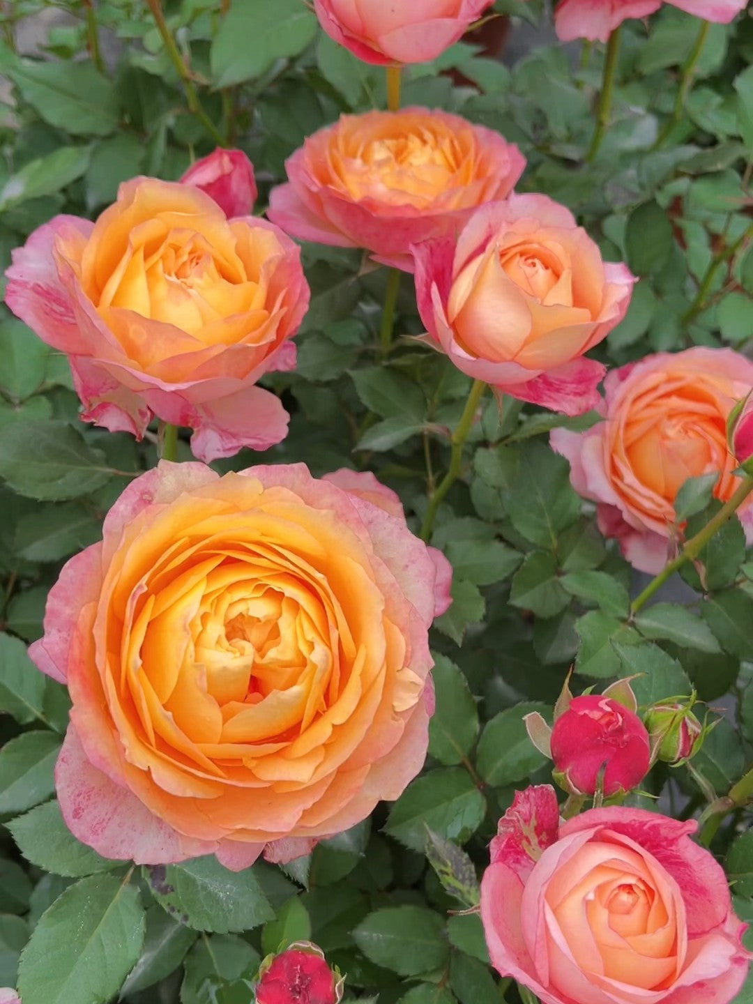 'Fire X-pression' Shrub Rose