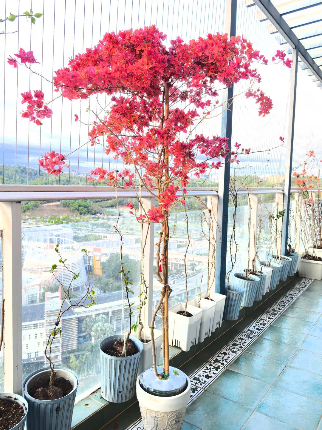 Bougainvillea 'Brezza Red'