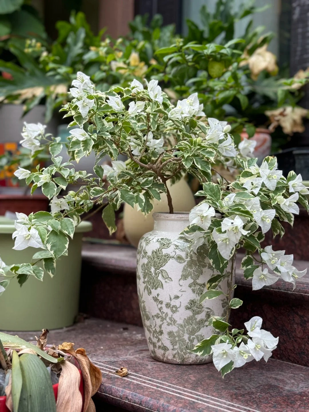 Bougainvillea 'Mrs Eva White Variegata'