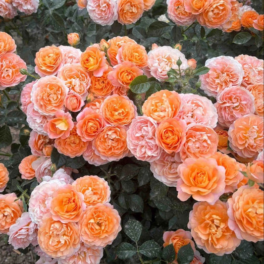 'Juicy Terrazza' Shrub Rose