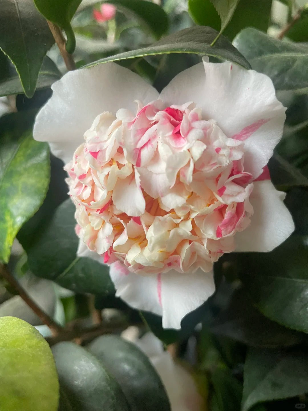 'Sajin Baozhu' Camellia