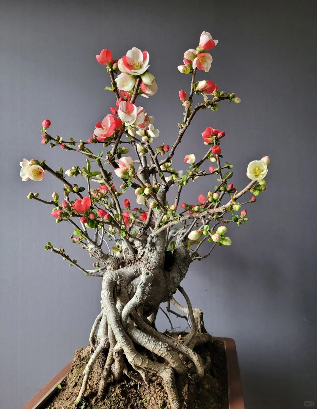 'Toyo Nishiki' Japanese Flowering Quince