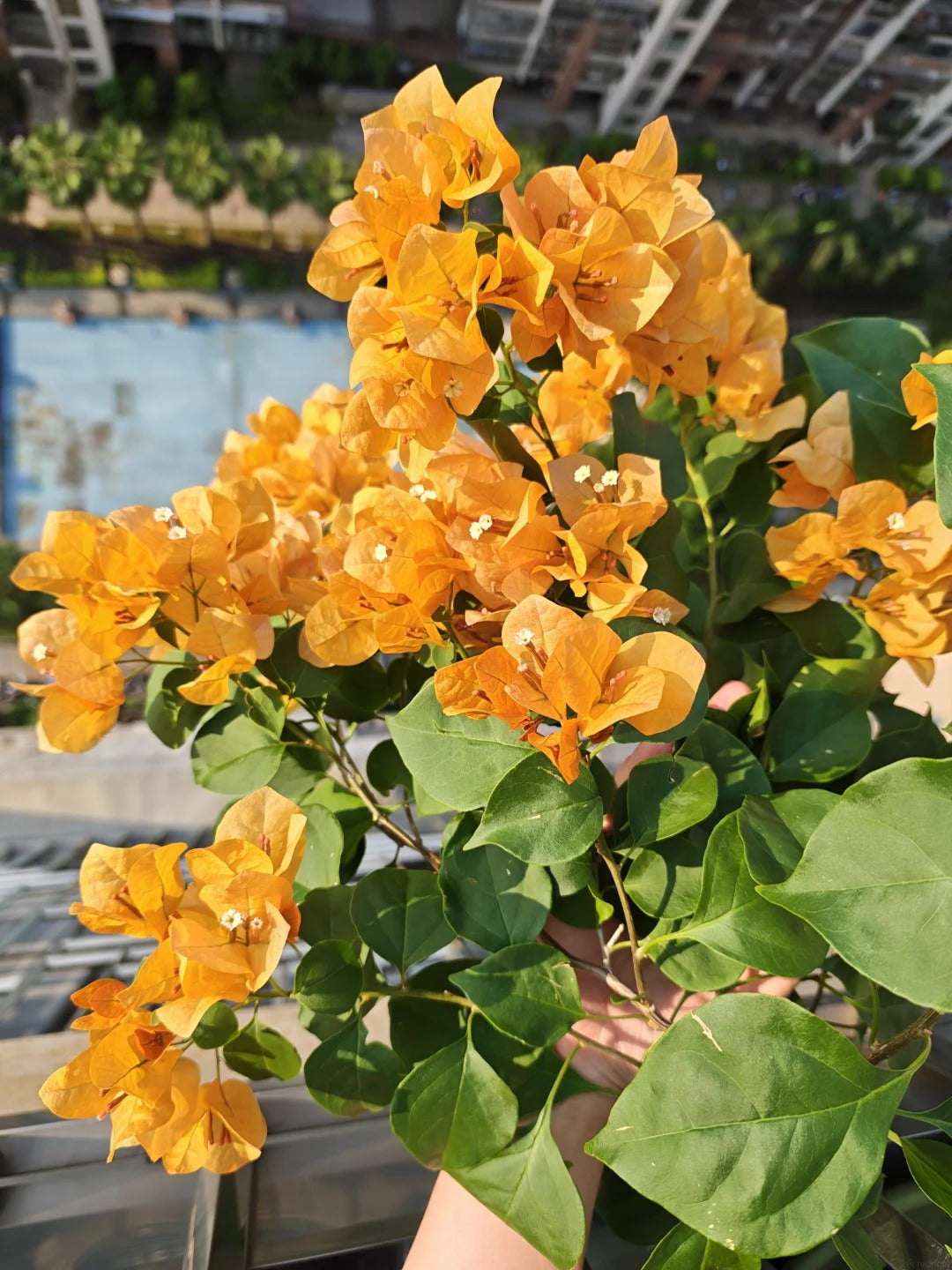 Bougainvillea 'Golden Glow'