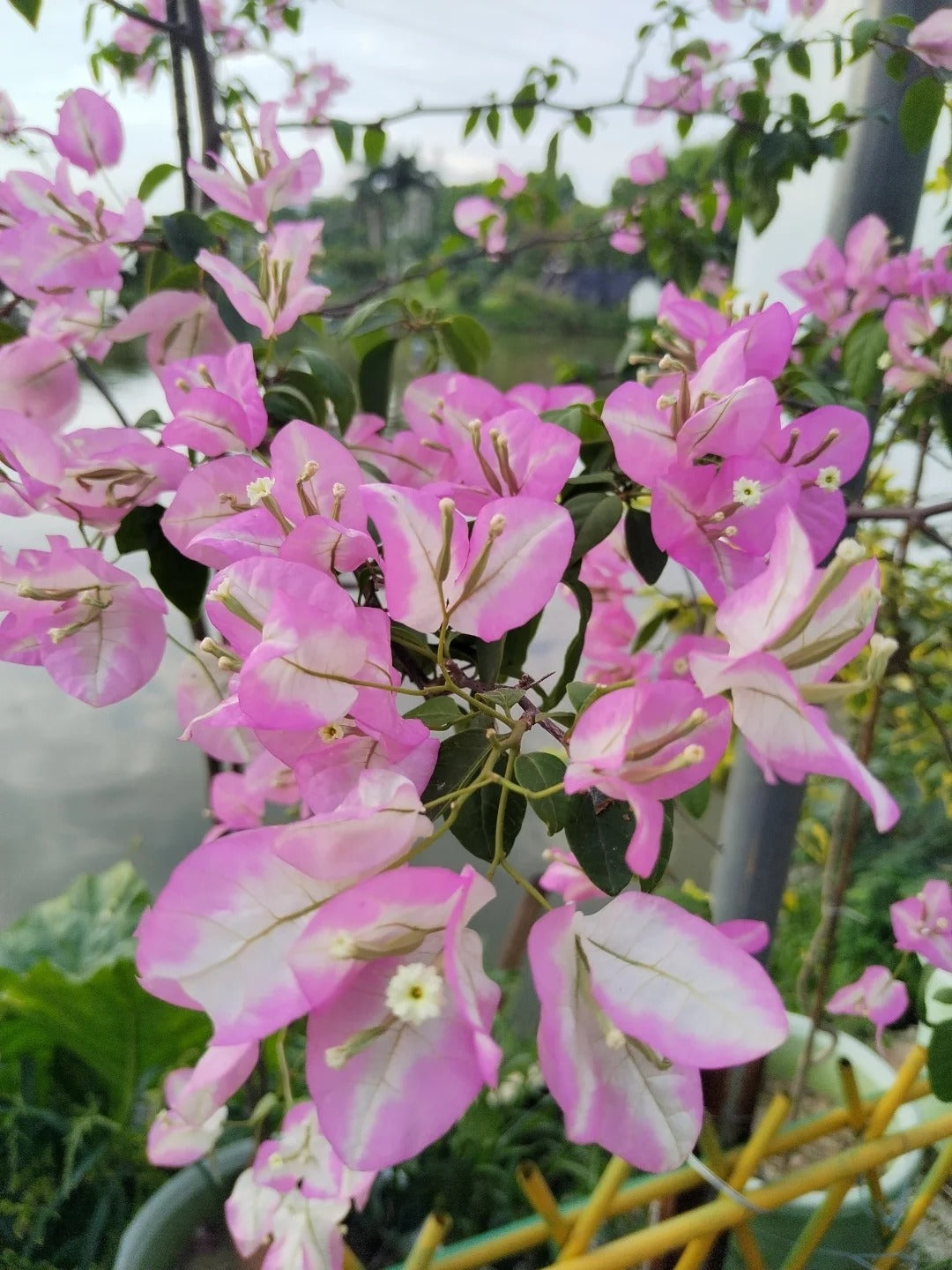 Bougainvillea 'Coconut Ice'