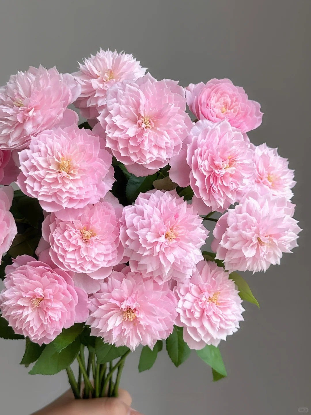 'Plume' Shrub Rose