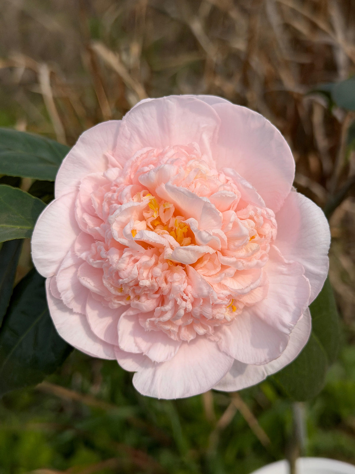 'Mrs D. W. Davis Descanso' Camellia