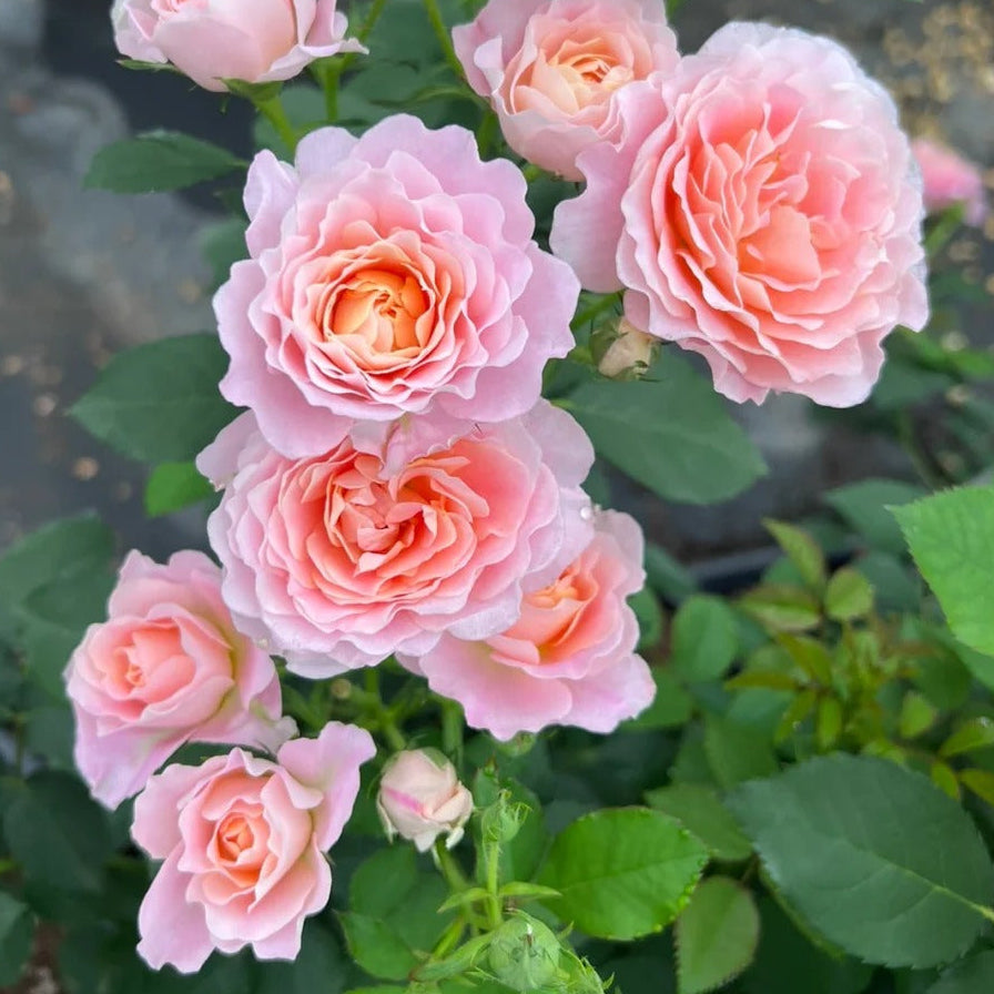 'Zhiqiu' Shrub Rose