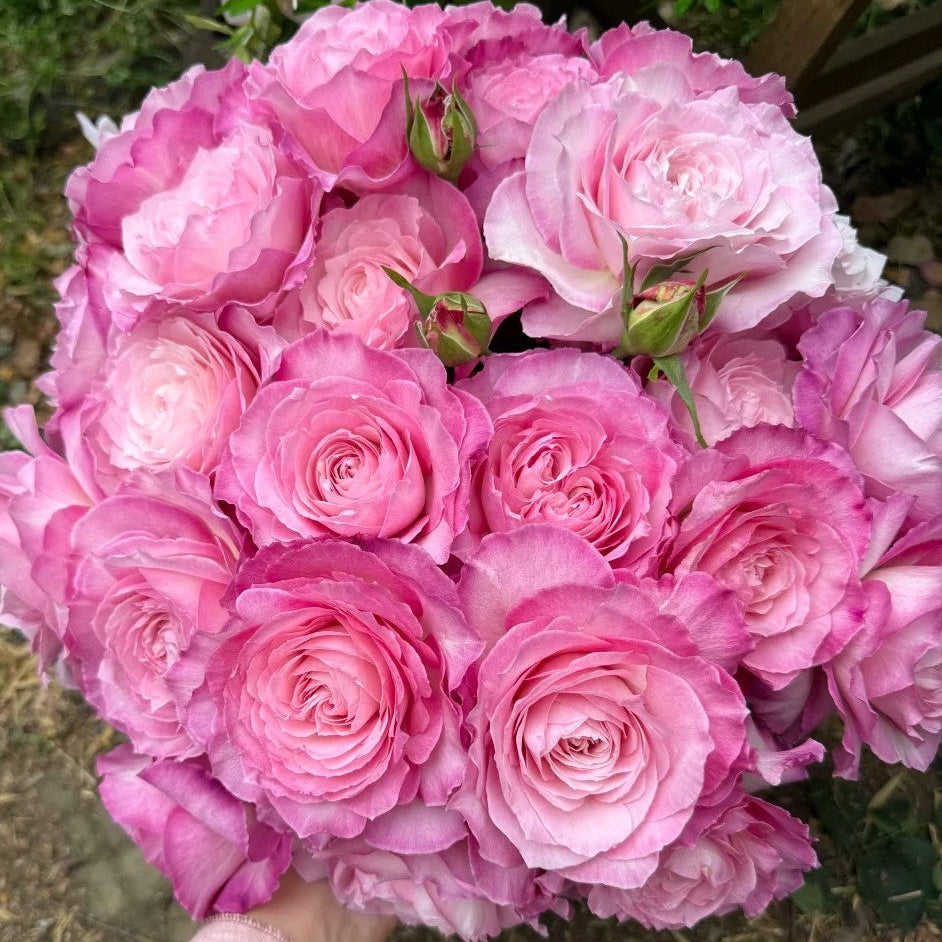 'Xingyuan Xueqing' Shrub Rose