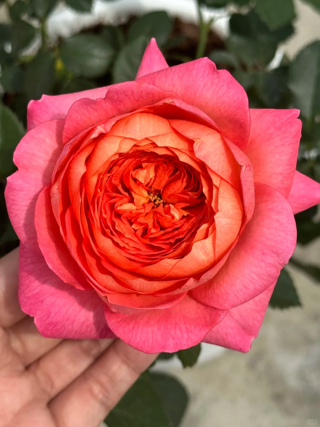 'Juzi' Shrub Rose