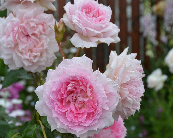 'Ajourée' Shrub Rose