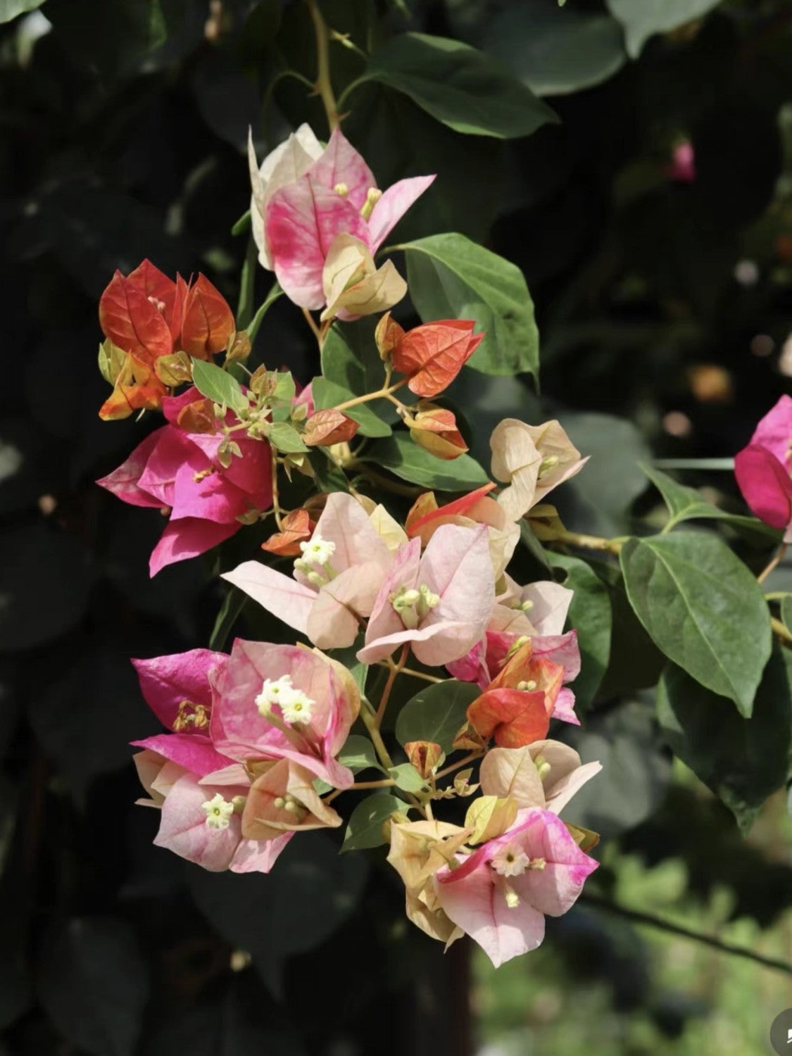 Bougainvillea 'Vodka Ocean'