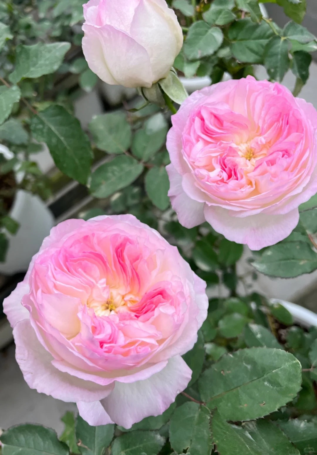'Zhijin' Shrub Rose