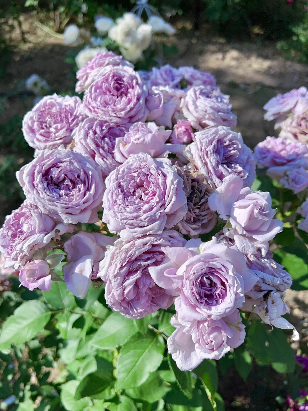 'Colin Craven' Shrub Rose
