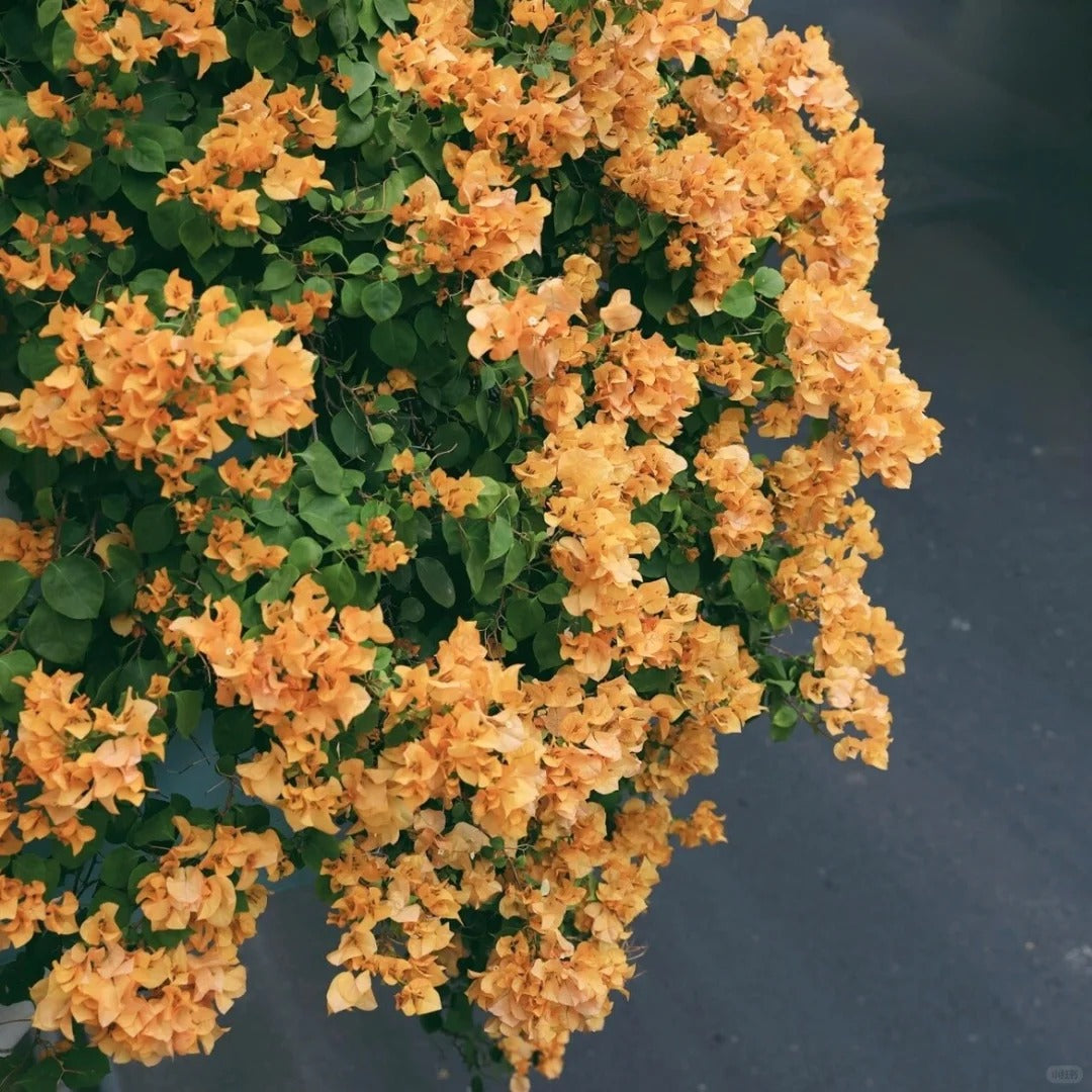 Bougainvillea 'California Gold'