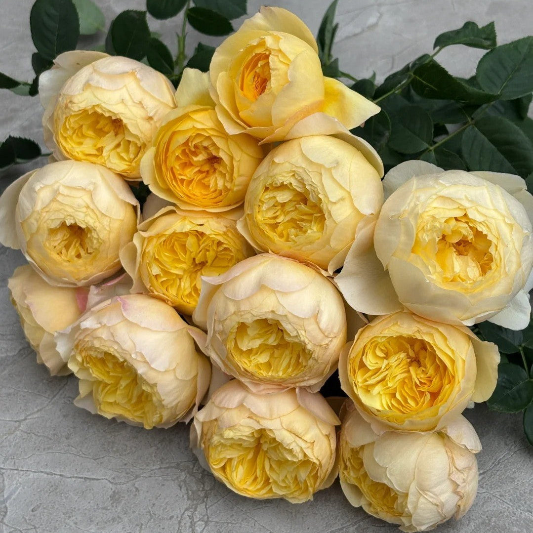 'Que Jiu / Bird Chirp' Shrub Rose
