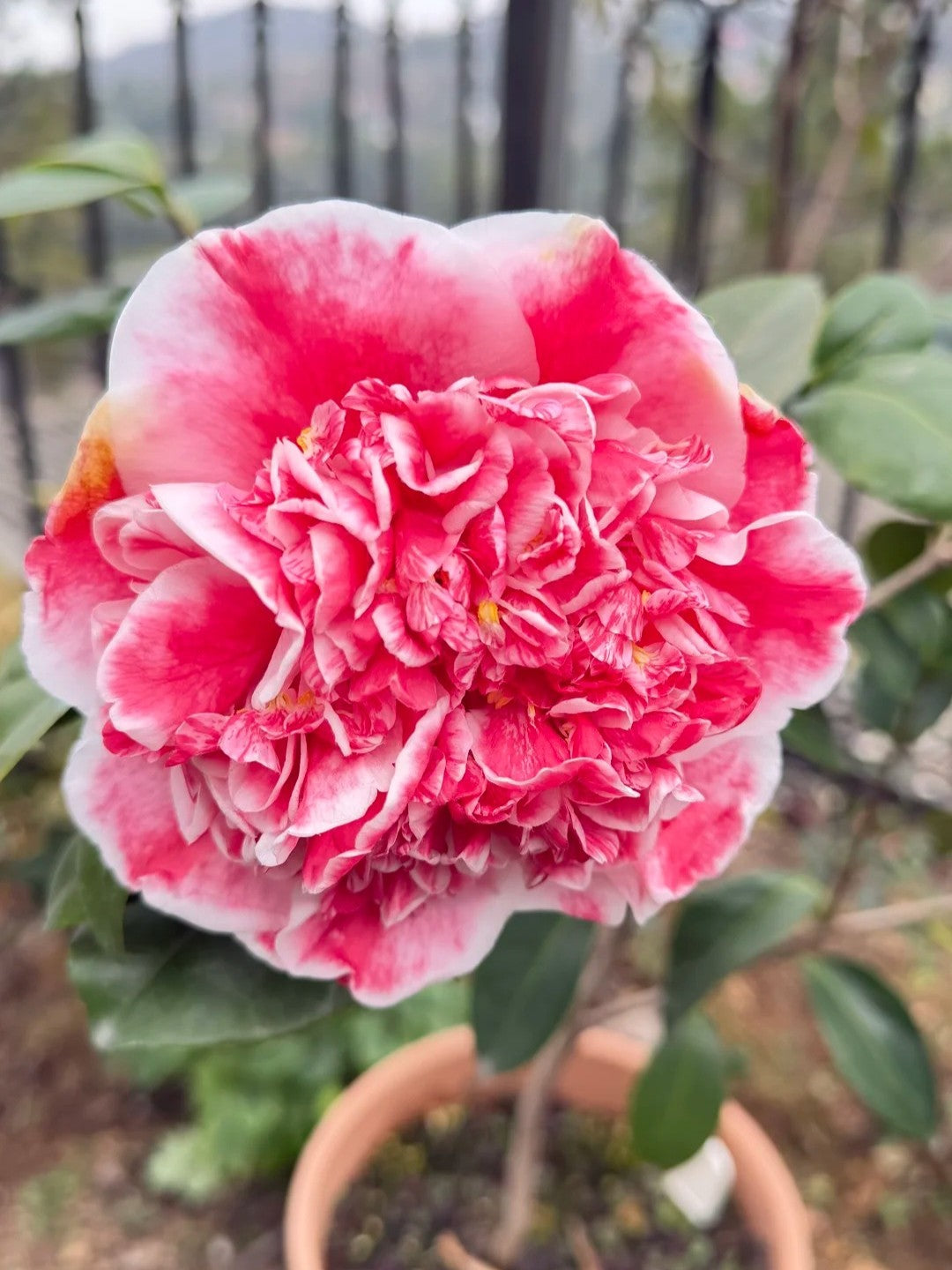 'Yutianshi' Camellia