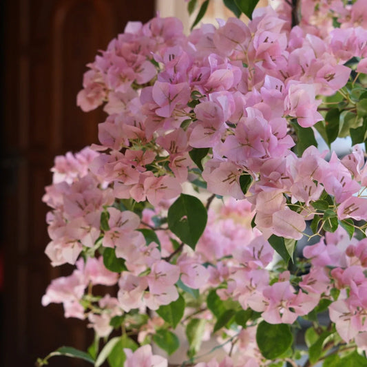 Bougainvillea 'Ladybird Batik'