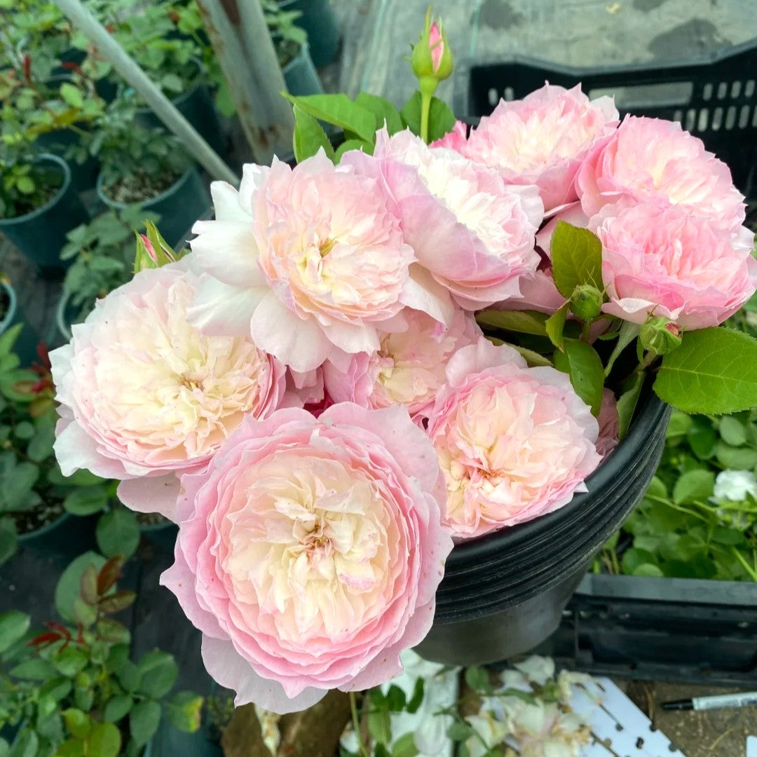 'Le Rire' Shrub Rose