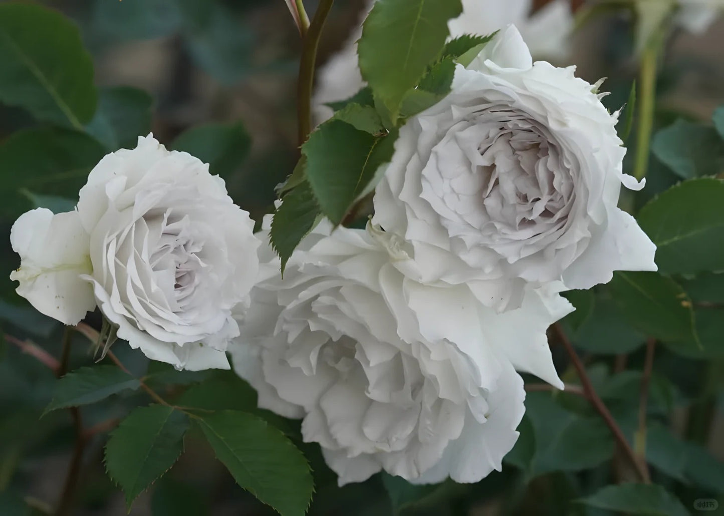 'Gabriel' Shrub Rose