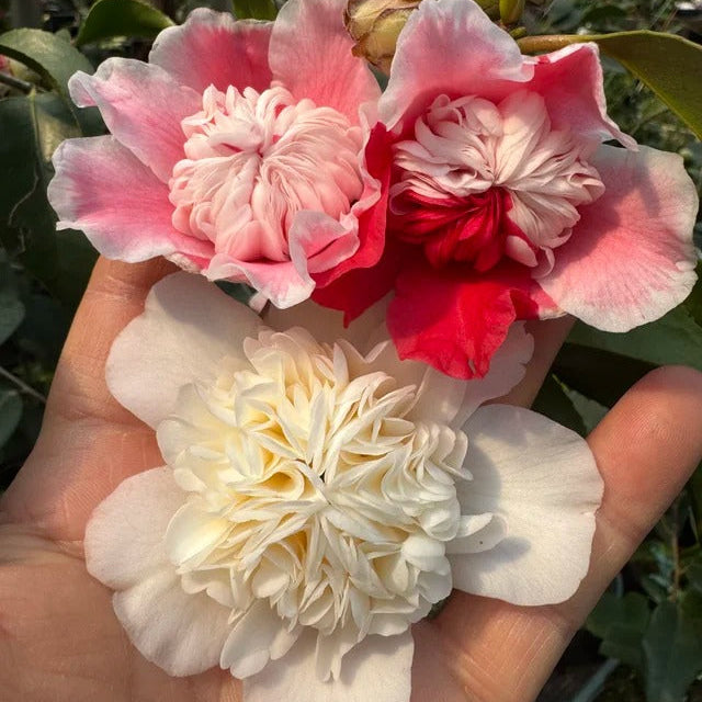 'Anemone Five Color' Camellia