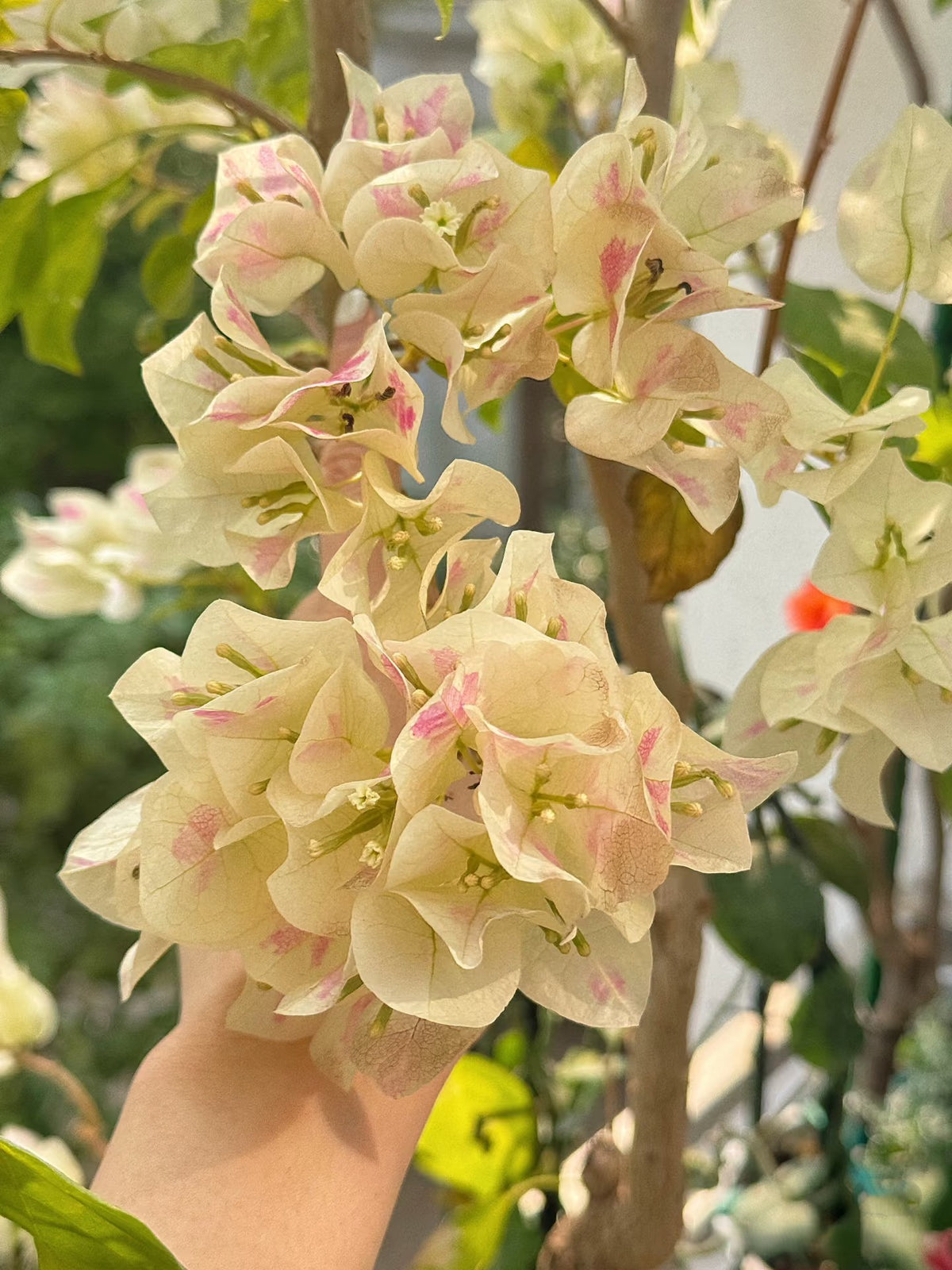 Bougainvillea 'Green Apple'