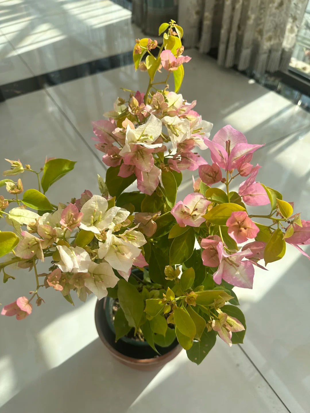 Bougainvillea 'Kelisa'