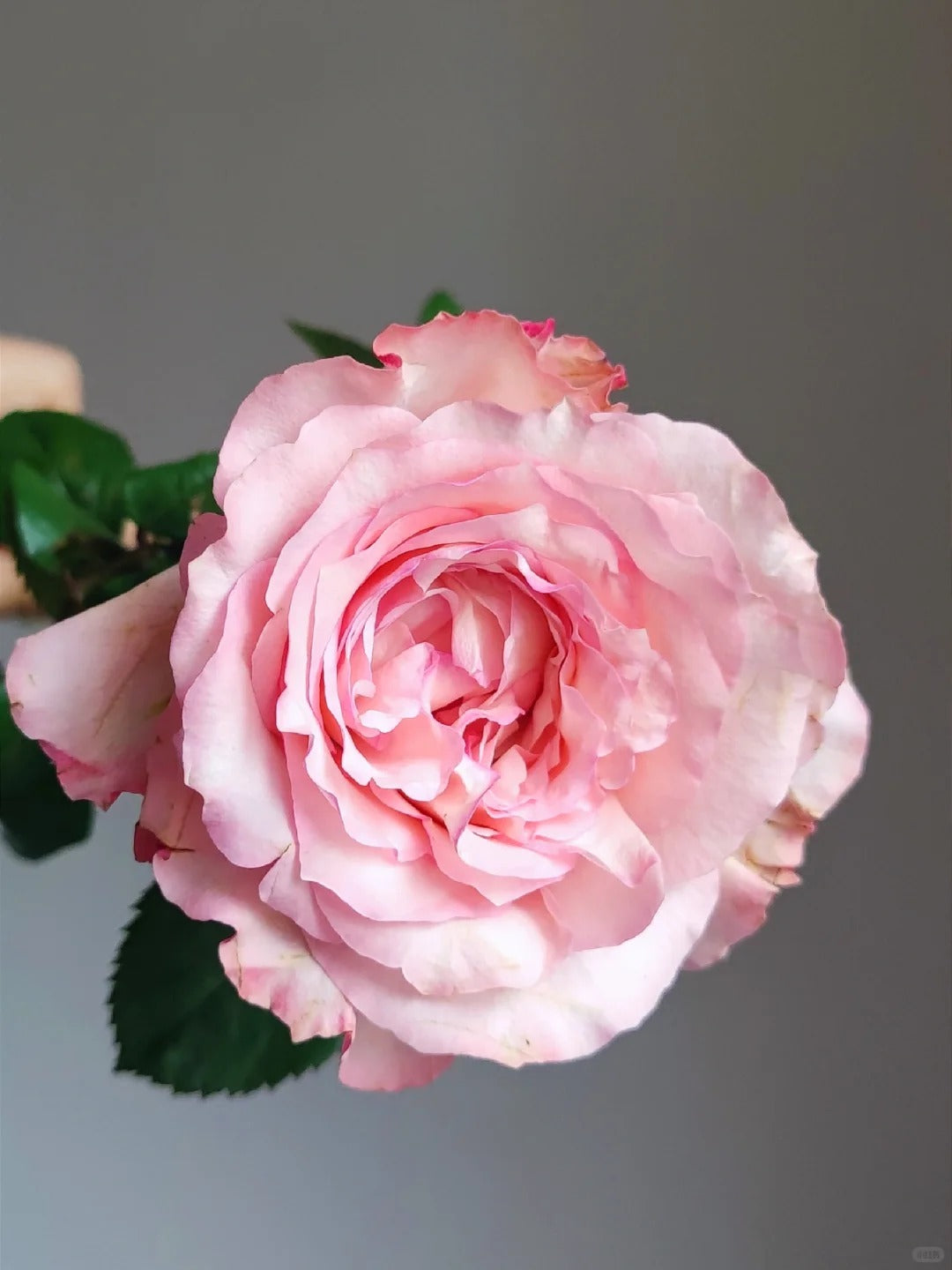 'Butterfly Valley' Shrub Rose