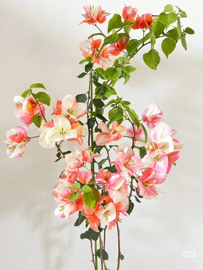 Bougainvillea 'Phoenix'