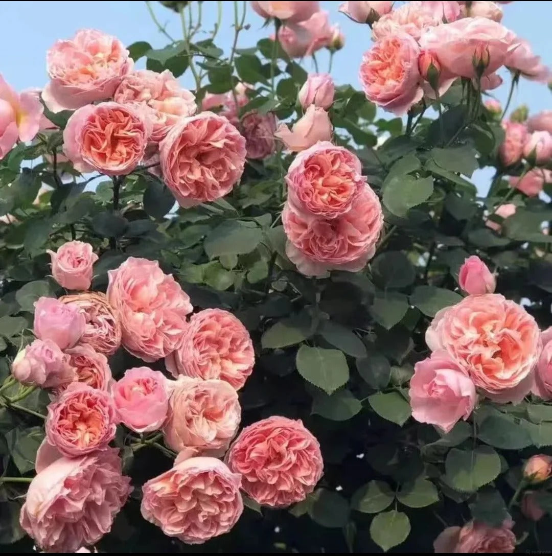 'Dames de Chenonceau' Climbing Rose