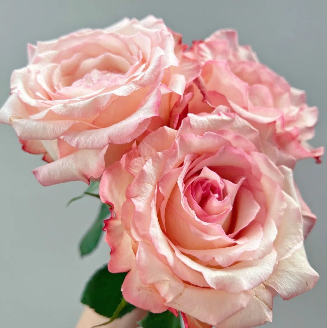'Joyce' Shrub Rose