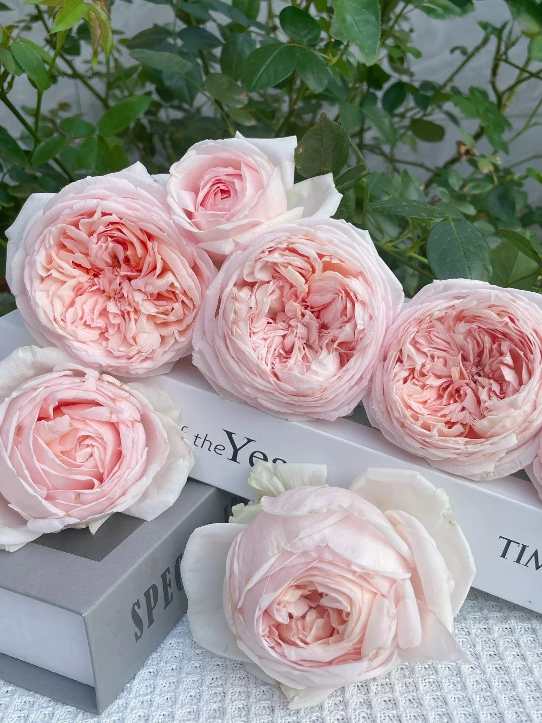 'Yanzi' Shrub Rose